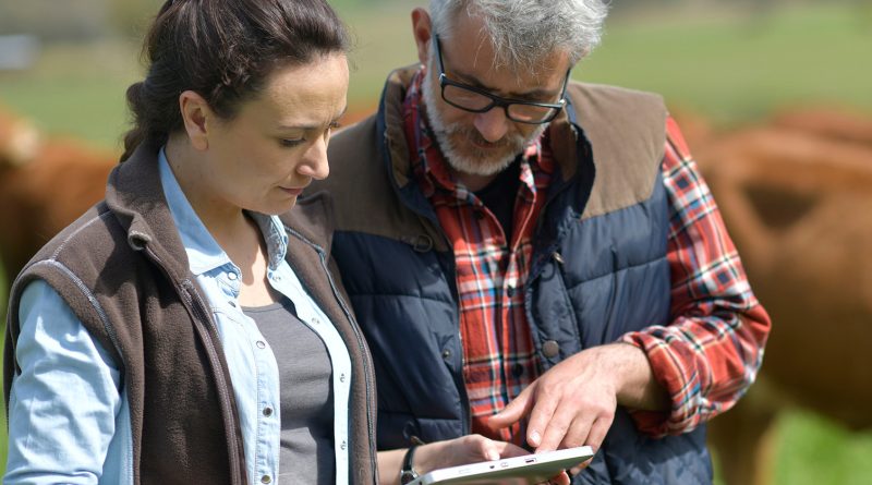 un homme et une femme qui utilisent une tablette à côté des vaches