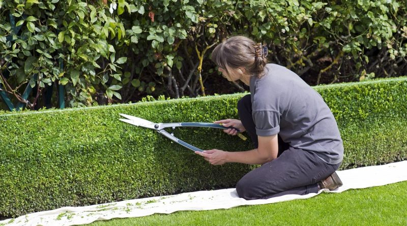 Une personne agenouillée taille une haie bien droite avec un grand sécateur dans un jardin, des feuilles coupées au sol.